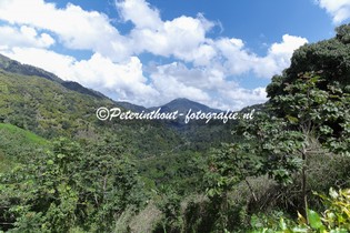 Jamaica_Blue Mountain-100.jpg