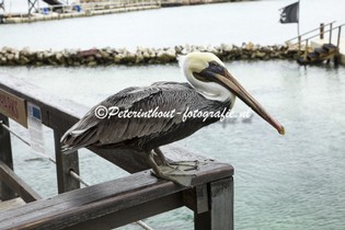 Jamaica_Dolphin Cove-102.jpg