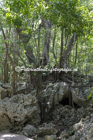 Jamaica_Green Grotto Caves-104.jpg