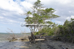 Jamaica_Natuur-106.jpg